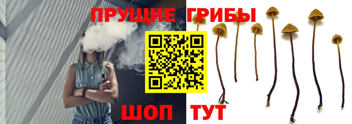 Краснокаменск  Галлюциногенные грибы Psilocybe  Галлюциногенные грибы Psilocybe  купить  цена  Вход с VPN 